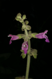 Salvia przewalskii RCP7-08 1.jpg